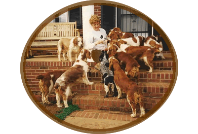 porch and dogs